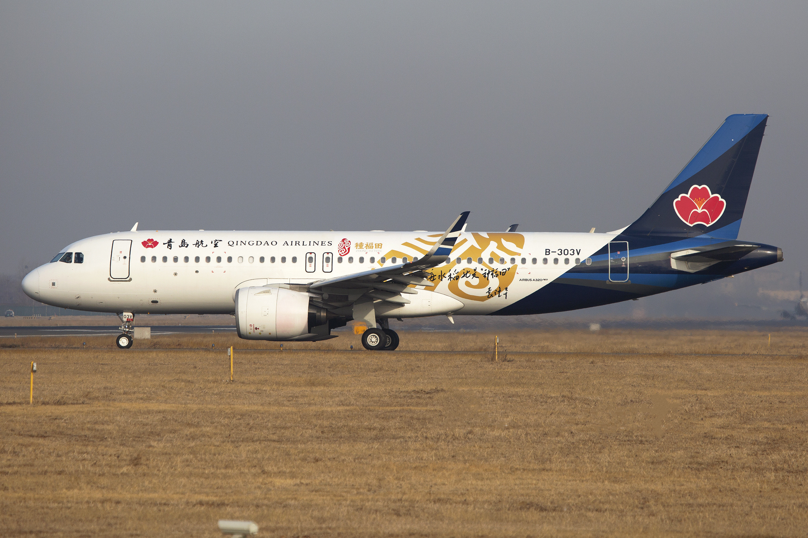 青岛航空“海水稻种福田号”荣耀启航！