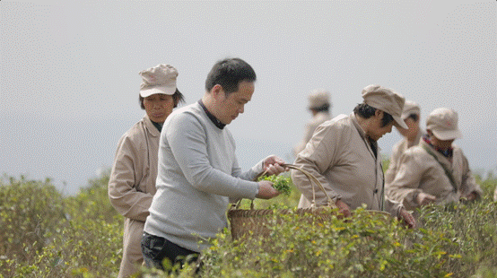 新鲜白茶原来可以当下就喝