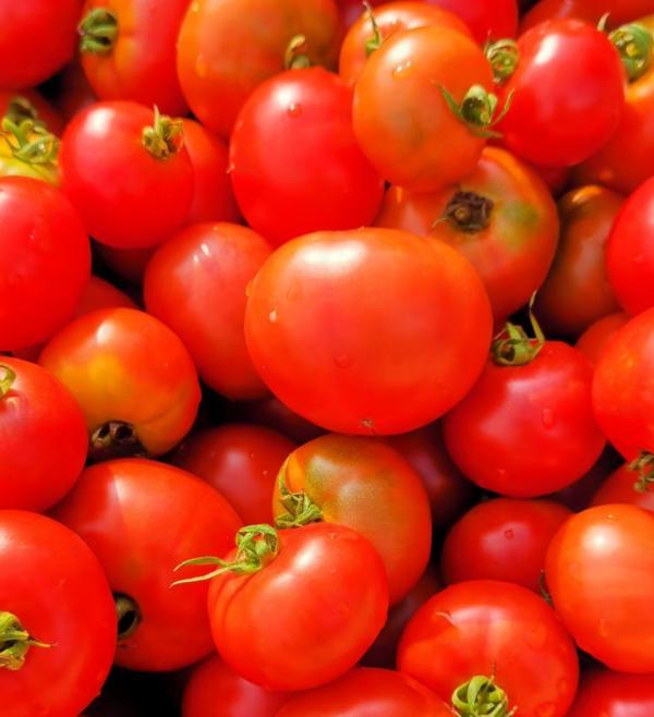 海口椰宝宝生态农业：育种突破创新全国纪录 引领鲜食番茄产业升级