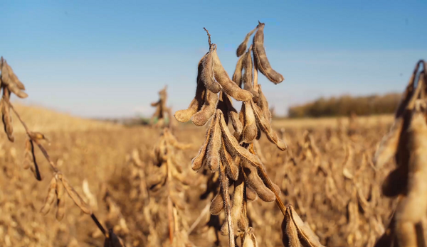 文末有礼丨减油、增豆、加奶！谨记农业农村部部长给出的3个健康饮食建议！
