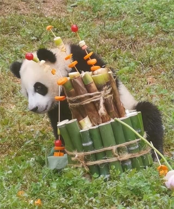 熊猫中中“三喜临门”