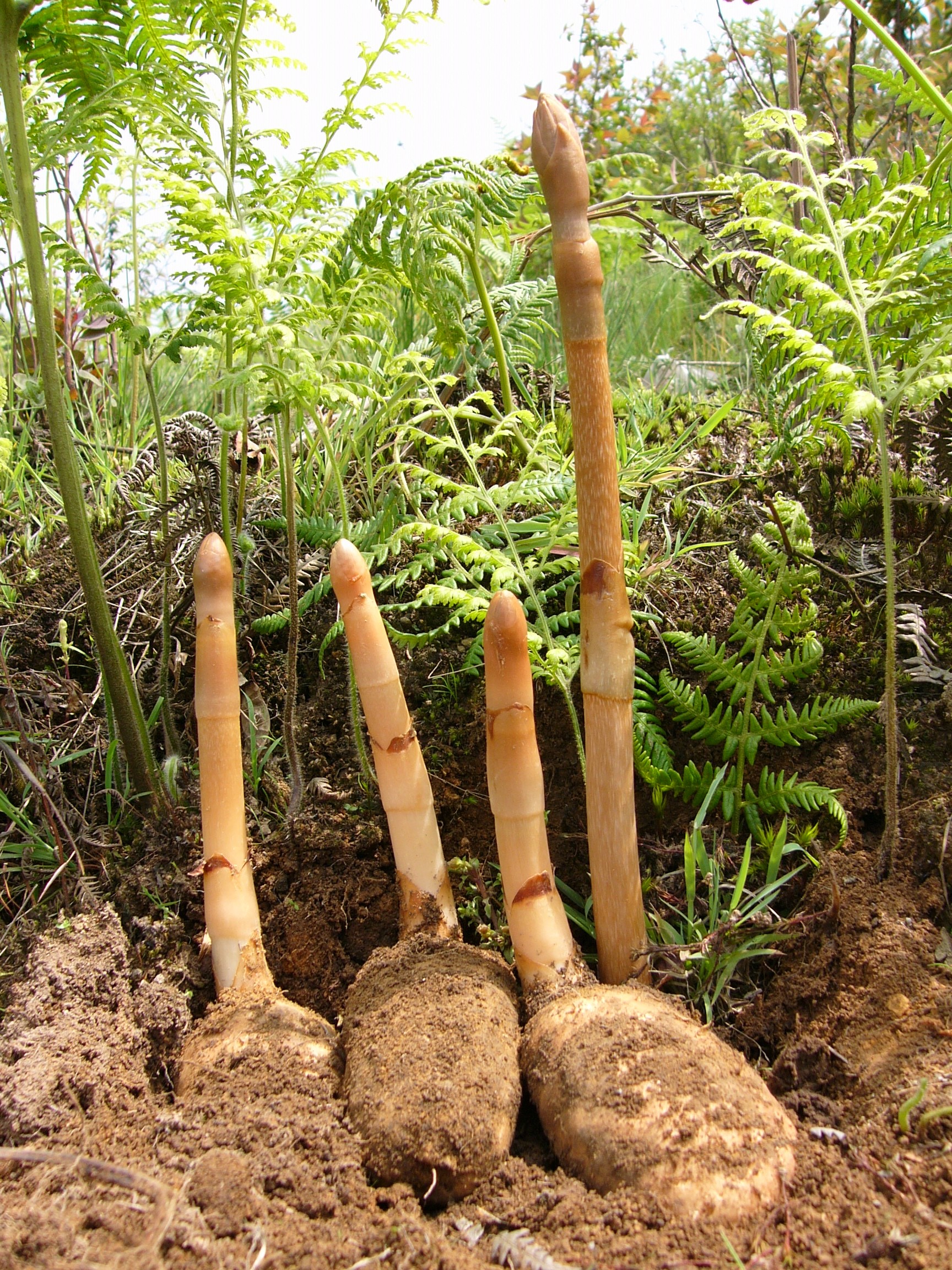 药食同源焕新颜！昭通天麻突破产业瓶颈，书写千亿级健康产业新传奇