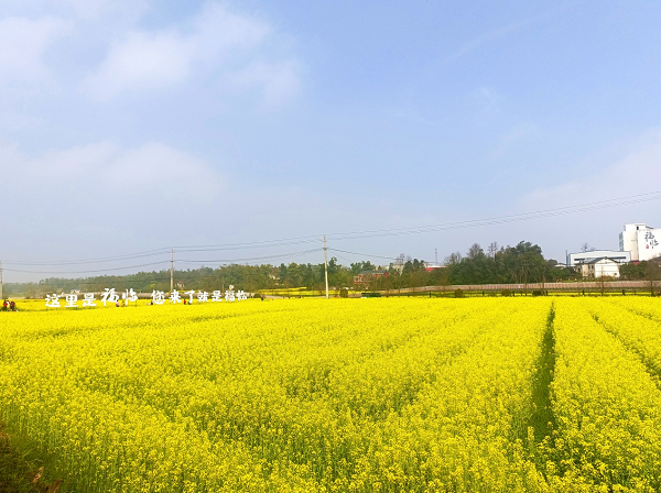 明园蜂业花田春日之约，解密大自然的馈赠